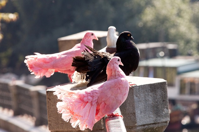 今年自由市場最大咖 索托身價將超越大谷翔平？.